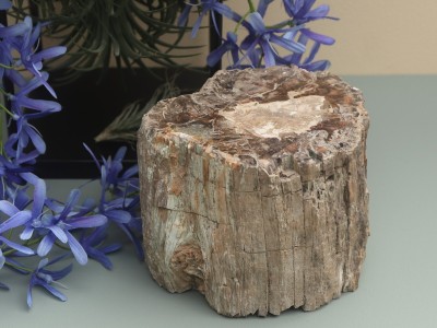 Afbeelding van Versteend Hout Stam 1596 gram