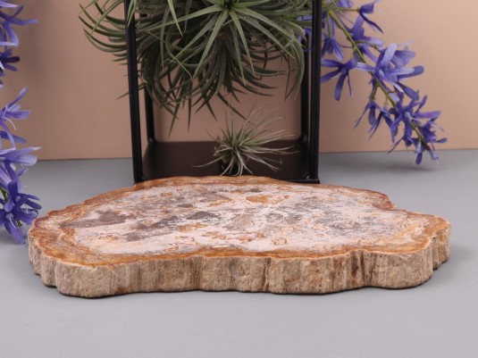 Afbeelding voor Versteend hout schijf 1250 gram