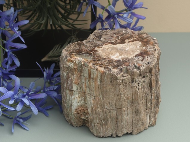 Afbeelding voor Versteend Hout Stam 1596 gram